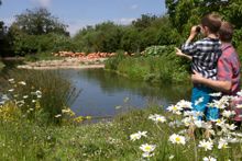 Watching flamingos at a WWT Wetland Centre