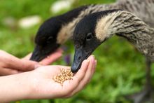 Hand feeding Ne Ne's (the world's rarest geese) at a WWT Wetland Centre