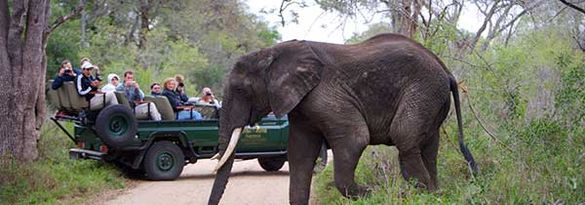 Viewing Africa's majestic wildlife roaming free during game drives at Kapama Southern Camp