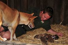 Dingo puppies mum Adina and Tim Faulkner 