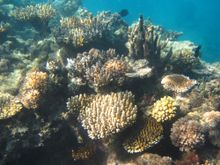 Coral faces serious dangers, including the negative impact of climate change, unsustainable fishing, and land-based pollution.