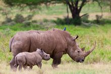 Rhinos