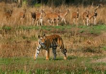 Tigress