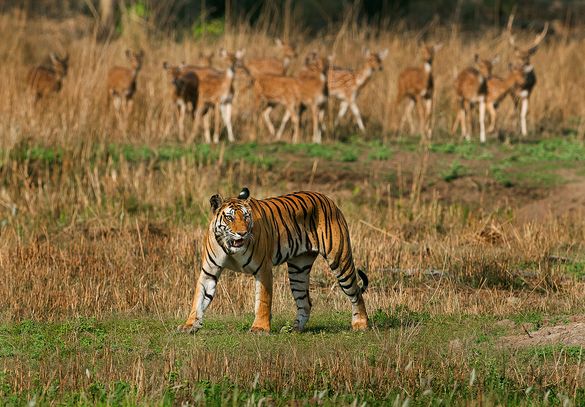 Tigress