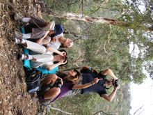 Koala monitoring