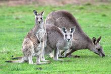 wild Eastern Grey Kangaroos