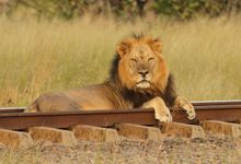 Lion on the line in Hwange, Elephant Express
