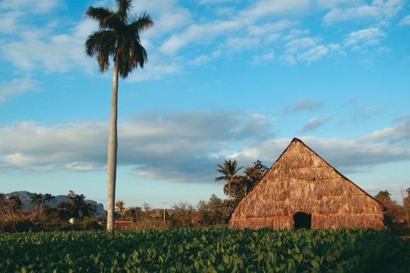 Tobacco plantation - Vinales Valley, Cuba