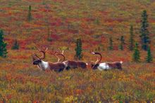 Caribou, Denali NP, Alaska