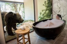 Bear alert! Lucky there's a glass wall