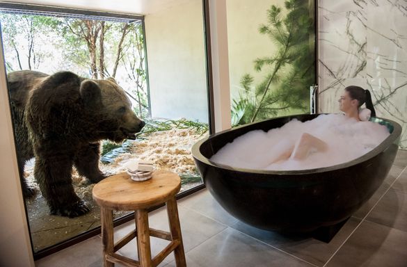 Bear alert! Lucky there's a glass wall