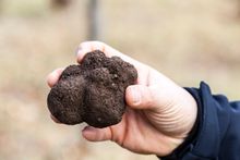 THE TRUFFLE FESTIVAL CANBERRA REGION, JUNE–AUGUST: Indulge in a 'taste of mid-winter magic' at this festival showcasing local bl
