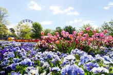FLORIADE, SEPTEMBER–OCTOBER: Floriade, Australia’s celebration of spring, transforms Commonwealth Park into a tapestry of colour