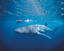 Whale shark with divers at Ningaloo Reef