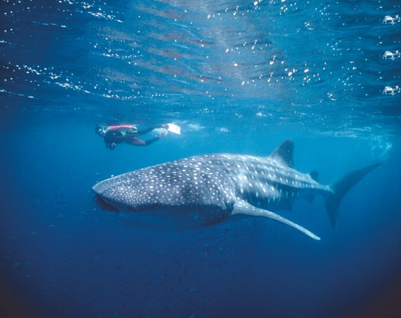 Whale shark with divers at Ningaloo Reef