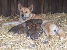 Australian Reptile Park - Dingo Pups