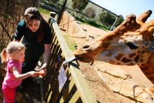 Get up close and personal with the animals at the National Zoo & Aquarium. Its Family Tour is a variation on the popular behind-