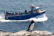 Bird Watching near Coquet Island
