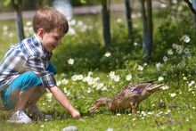 Feeding a duck at a WWT Wetland Centre