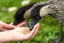 Hand feeding Ne Ne's (the world's rarest geese) at a WWT Wetland Centre