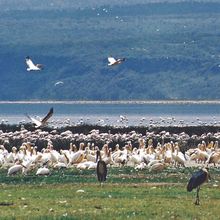 Lake Nakuru, Kenya