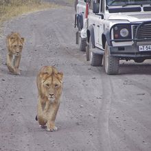 Serengeti game drive, Tanzania