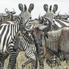 Annual migration, Masai Mara