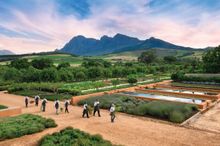 Babylonstoren Garden, South Africa