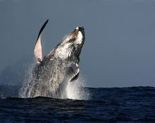 Hervey Bay whale breaching