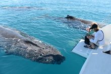 Whale watching in the whale watching capital of the world; Hervey Bay