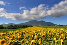 Niseko Village - Flower Fields