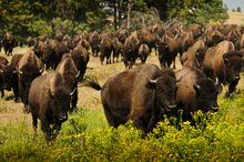 Buffalo Roundup, Custer State park, South Dakota