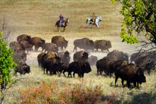 Buffalo Roundup Custer State Park, South Dakota