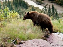 Black Bear, Glacier National Park