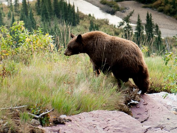 Black Bear, Glacier National Park