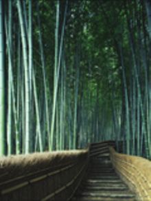 Sagano Bamboo Forest 