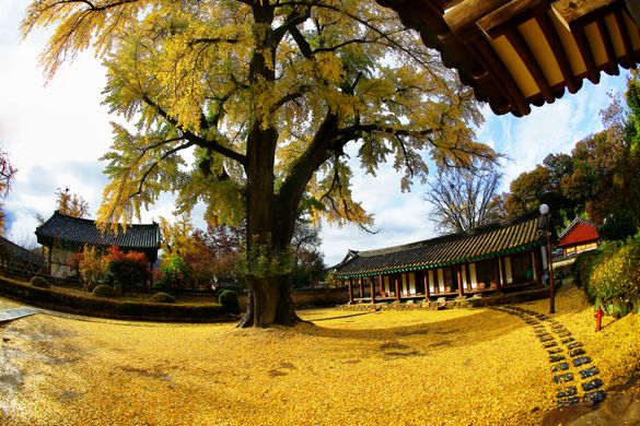 Autumn in Jeonju