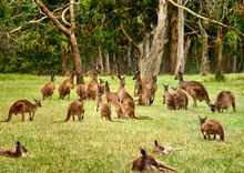 ADELAIDE HILLS