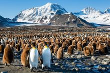 King penguins crowd the shorelines of South Georgia