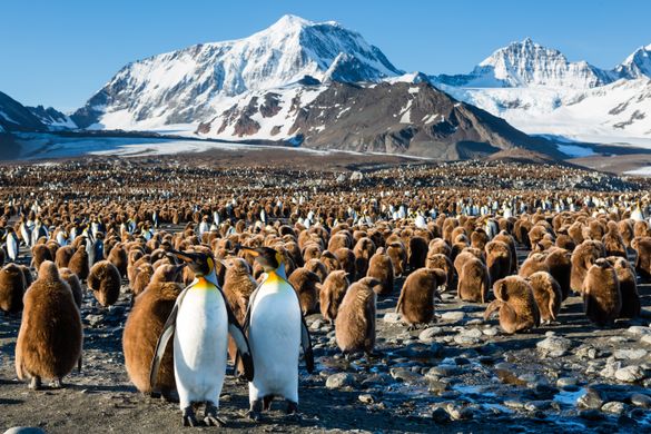 King penguins crowd the shorelines of South Georgia