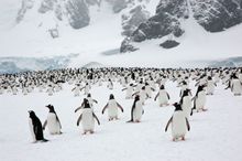 White and pristine Springtime in Antarctica