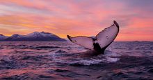 New winter 15/16 holiday: Whale-watching – Tromsø