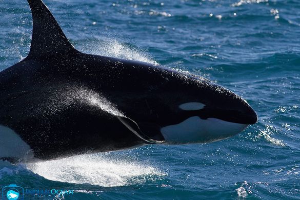 Augie the Orca - Ningaloo Reef, WA - July 2015