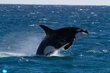 Augie the Orca - Ningaloo Reef, WA - July 2015