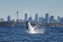 Whale Watching in Sydney