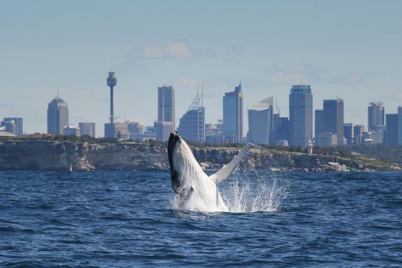 Whale Watching in Sydney Whale Watching in Sydney