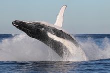 Winter whale watching in Sydney