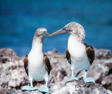 Blue footed booby Galapagos