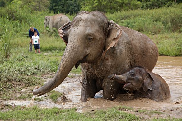 Walking With Giants at Anantara Golden Triangle 