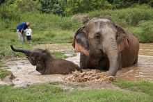 Walking With Giants at Anantara Golden Triangle 